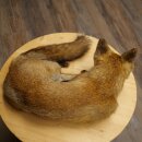 Fuchs Rotfuchs liegend Präparat Tierpräparat Tiertrophäe Breite 43 cm 89.8.195