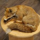 Fuchs Rotfuchs liegend Präparat Tierpräparat Tiertrophäe Breite 43 cm 89.8.195