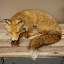 Fuchs Rotfuchs liegend Präparat Tierpräparat Tiertrophäe Breite 43 cm 89.8.195