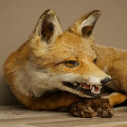 Fuchs Rotfuchs liegend Präparat Tierpräparat Tiertrophäe Breite 43 cm 89.8.195