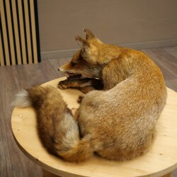 Fuchs Rotfuchs liegend Präparat Tierpräparat Tiertrophäe Breite 43 cm 89.8.195