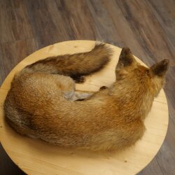 Fuchs Rotfuchs liegend Präparat Tierpräparat Tiertrophäe Breite 43 cm 89.8.195