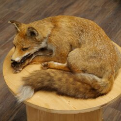 Fuchs Rotfuchs liegend Präparat Tierpräparat Tiertrophäe Breite 43 cm 89.8.195