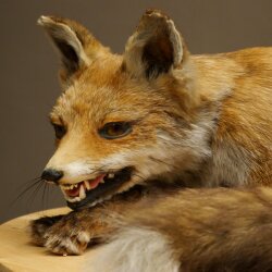 Fuchs Rotfuchs liegend Präparat Tierpräparat Tiertrophäe Breite 43 cm 89.8.195