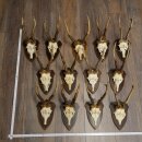 13 cuernos de corzo, machos adultos, conjunto de cuernos...