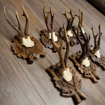 7-point roe deer antlers, carved trophy plaques featuring roe deer antlers 22.1387