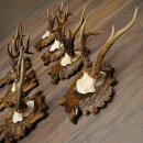 7-point roe deer antlers, carved trophy plaques featuring roe deer antlers 22.1387