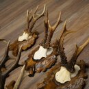7-point roe deer antlers, carved trophy plaques featuring roe deer antlers 22.1387