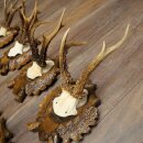 7-point roe deer antlers, carved trophy plaques featuring roe deer antlers 22.1387