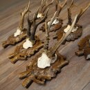 7-point roe deer antlers, carved trophy plaques featuring roe deer antlers 22.1387