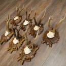 7-point roe deer antlers, carved trophy plaques featuring roe deer antlers 22.1387