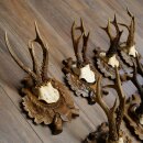 7-point roe deer antlers, carved trophy plaques featuring roe deer antlers 22.1387
