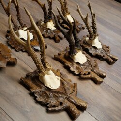 7-point roe deer antlers, carved trophy plaques featuring roe deer antlers 22.1387