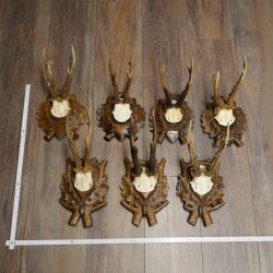 7-point roe deer antlers, carved trophy plaques featuring roe deer antlers 22.1387