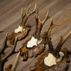 7-point roe deer antlers, carved trophy plaques featuring roe deer antlers 22.1387