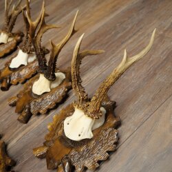 7-point roe deer antlers, carved trophy plaques featuring roe deer antlers 22.1387