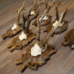 7-point roe deer antlers, carved trophy plaques featuring roe deer antlers 22.1387