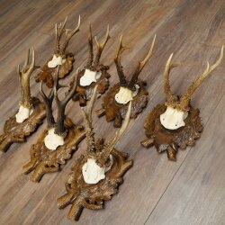 7-point roe deer antlers, carved trophy plaques featuring roe deer antlers 22.1387