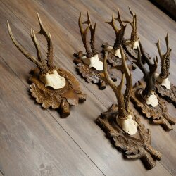 7-point roe deer antlers, carved trophy plaques featuring roe deer antlers 22.1387