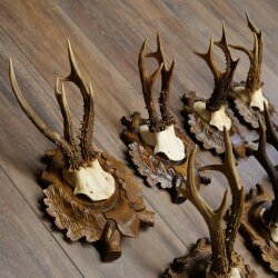 7-point roe deer antlers, carved trophy plaques featuring roe deer antlers 22.1387