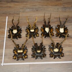 Rehgeweihe 7 Stück Rehböcke 5 x stärkere Geweihe 2 x sibirische Böcke Reh geschnitztem Trophäenschildern 22.1388