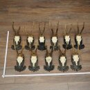 Corna di capriolo 11 x caprioli maschi Corna di capriolo...