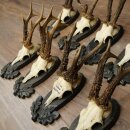 Reebogen 11 x reebokken Reebokhoorn op trofeeplaten 20.121