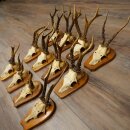Reebogen 12 x reebokken "Vintage" Reebokbogen op trofeeplaten 20.123