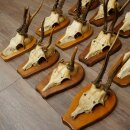 Reebogen 12 x reebokken "Vintage" Reebokbogen op trofeeplaten 20.123