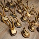Rehgeweihe 23 x Rehböcke "antike" Reh Bock Geweih auf verschiedene Trophäenschilder 20.124