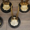 Rehgeweihe 5 x Rehböcke Reh Bock Geweih auf runde "antike" Trophäenschilder 20.125