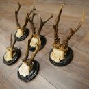 Rehgeweihe 5 x Rehböcke Reh Bock Geweih auf runde "antike" Trophäenschilder 20.125