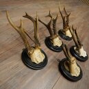 Rehgeweihe 5 x Rehböcke Reh Bock Geweih auf runde "antike" Trophäenschilder 20.125