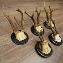 Rehgeweihe 5 x Rehböcke Reh Bock Geweih auf runde "antike" Trophäenschilder 20.125