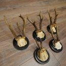 Rehgeweihe 5 x Rehböcke Reh Bock Geweih auf runde "antike" Trophäenschilder 20.125