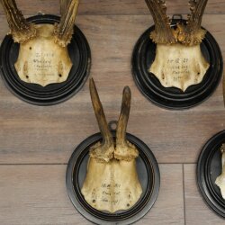 Rehgeweihe 5 x Rehböcke Reh Bock Geweih auf runde "antike" Trophäenschilder 20.125