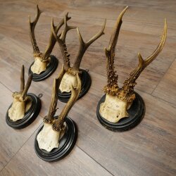 Rehgeweihe 5 x Rehböcke Reh Bock Geweih auf runde "antike" Trophäenschilder 20.125
