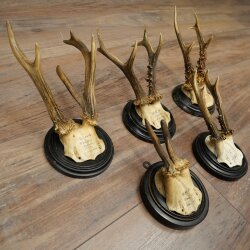 Rehgeweihe 5 x Rehböcke Reh Bock Geweih auf runde "antike" Trophäenschilder 20.125
