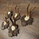 Corna di capriolo 5 x maschi di capriolo Corna di...