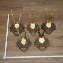 Corna di capriolo 5 x maschi di capriolo Corna di...