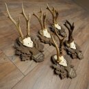 Rehgeweihe 5 x Rehböcke Reh Bock Geweih auf geschnitzten Trophäenschildern 20.127