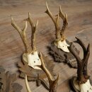 Rehgeweihe 5 x Rehböcke Reh Bock Geweih auf geschnitzten Trophäenschildern 20.127
