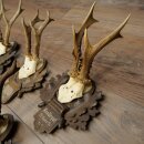 Rehgeweihe 5 x Rehböcke Reh Bock Geweih auf geschnitzten Trophäenschildern 20.127