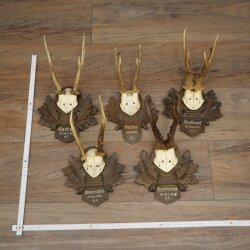 Rehgeweihe 5 x Rehböcke Reh Bock Geweih auf geschnitzten Trophäenschildern 20.127