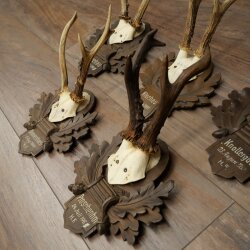 Rehgeweihe 5 x Rehböcke Reh Bock Geweih auf geschnitzten Trophäenschildern 20.127