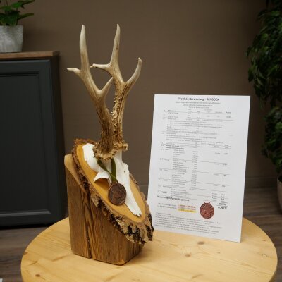Rehgeweih Medaillenklasse Bronze CIC 106,3 IP kapitaler Bock Reh Geweih Gehörn Birkeschild