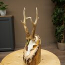 Rehgeweih Medaillenklasse Bronze CIC 106,3 IP kapitaler Bock Reh Geweih Gehörn Birkeschild