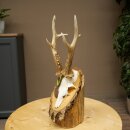 Rehgeweih Medaillenklasse Bronze CIC 106,3 IP kapitaler Bock Reh Geweih Gehörn Birkeschild
