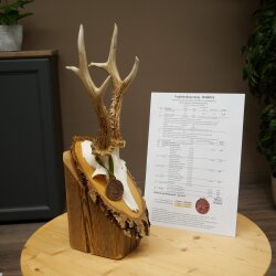 Rehgeweih Medaillenklasse Bronze CIC 106,3 IP kapitaler Bock Reh Geweih Gehörn Birkeschild
