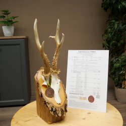 Rehgeweih Medaillenklasse Bronze CIC 106,3 IP kapitaler Bock Reh Geweih Gehörn Birkeschild